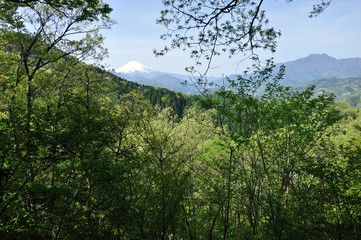 新緑に富士山