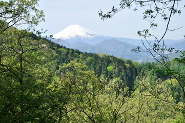 新緑に富士山