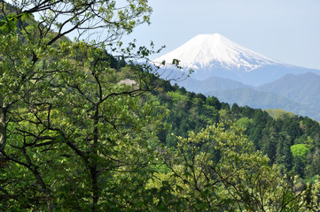 新緑に富士山