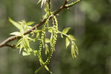 Flowers of a bitternut hickory, Carya cordiformis.