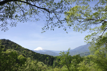新緑に富士山