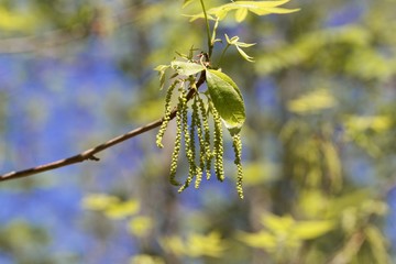Flowers of a bitternut hickory, Carya cordiformis.