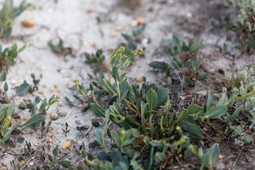 Leaves of the cress Lepidium cartilagineum