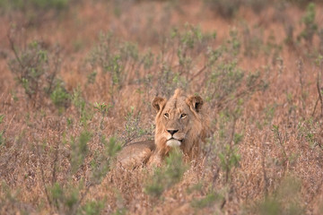  lion, panthera leo, Kruger national park