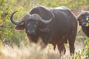 African buffalo, cape buffalo, syncerus caffer, Kruger national park
