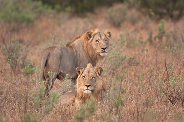  lion, panthera leo, Kruger national park