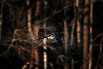 Fototapeta premium black stork, ciconia nigra, bohemia birds