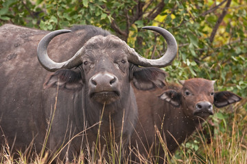 African buffalo, cape buffalo, syncerus caffer, Kruger national park