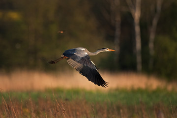 grey heron, ardea cinerea, bohemia birds