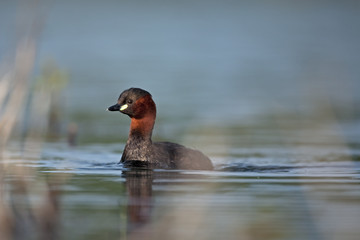 little grebe, tachybaptus ruficollis, bohemia birds