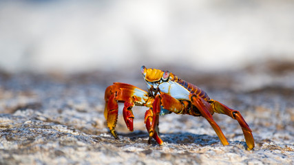 Sally Lightfoot Crab, Galapagos