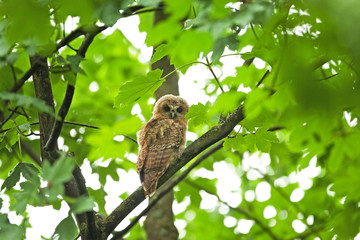 tawny owl, brown owl, strix aluco, Bohemia forest