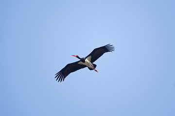 black stork, ciconia nigra, bohemia birds