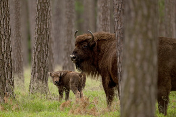 European bison, bison bonasus, wisent, Bohemia forest