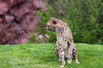 Cheetah
