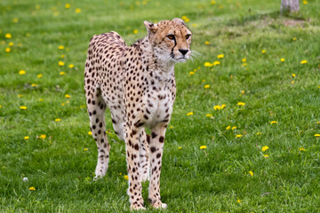 Cheetah