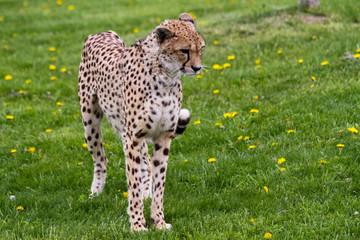 Cheetah