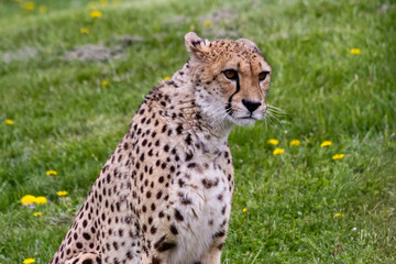 Cheetah