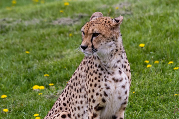 Cheetah