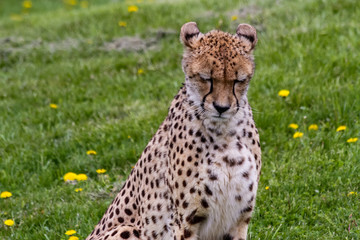 Cheetah