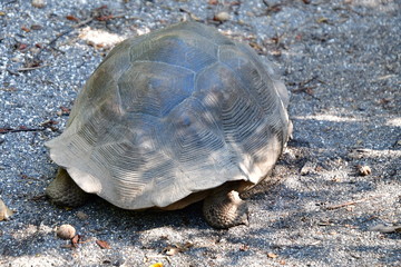 tortuga gigante, galápagos
