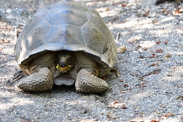tortuga gigante, galápagos