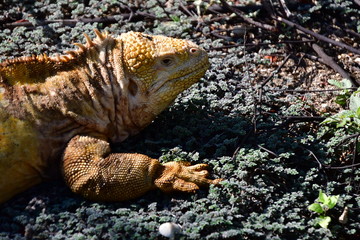 iguana terrestre, Galápagos