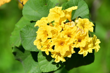 flor, Galápagos