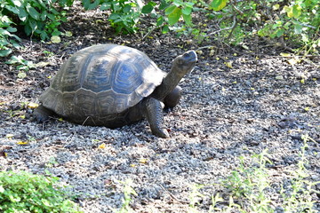 tortuga gigante, gal&aacute;pagos