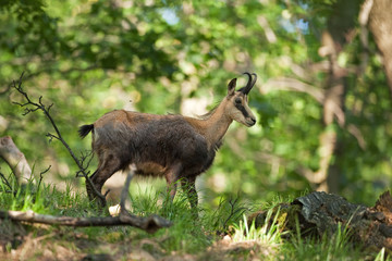 chamois, rupicapra rupicapra, bohemia forest