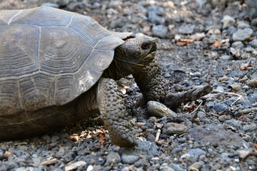 tortuga gigante, galápagos