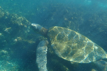 tortuga marina, glápagos
