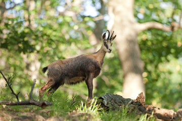 chamois, rupicapra rupicapra, bohemia forest