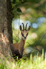 chamois, rupicapra rupicapra, bohemia forest