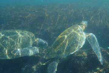 Fototapeta na wymiar tortuga marina, glápagos