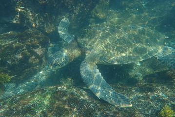 tortuga marina, glápagos