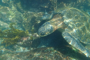 tortuga marina, glápagos