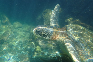 Obraz na płótnie Canvas tortuga marina, glápagos