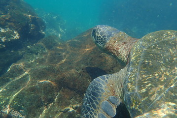 tortuga marina, glápagos