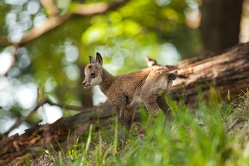 chamois, rupicapra rupicapra, bohemia forest