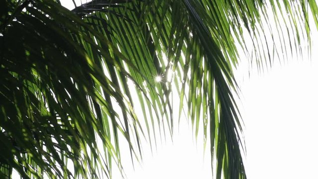 The fair warm sunlight through the coconut leaves in the morning