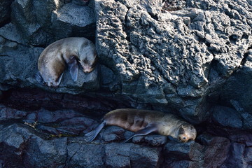 lobo marino, galápagos