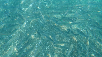 fotografía submarina, Galápagos