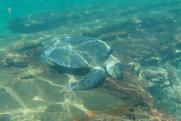 Obraz premium tortuga marina, galápagos