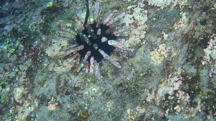 fotografía submarina, Galápagos