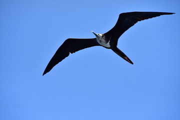 fragata, Galápagos