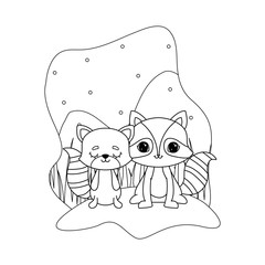 cute raccoon with cat animals