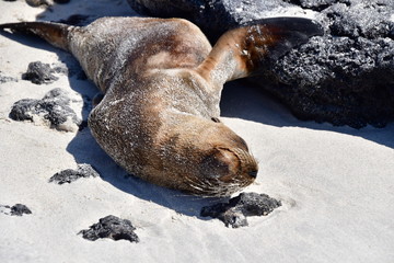 lobo marino, galápagos