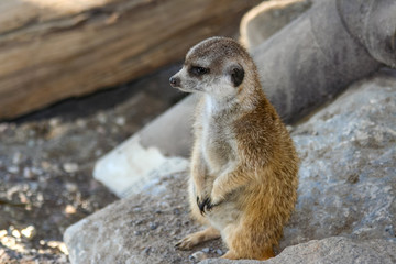 Meerkat