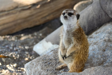 Meerkat